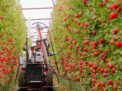 wheel drive Apple harvester machine 